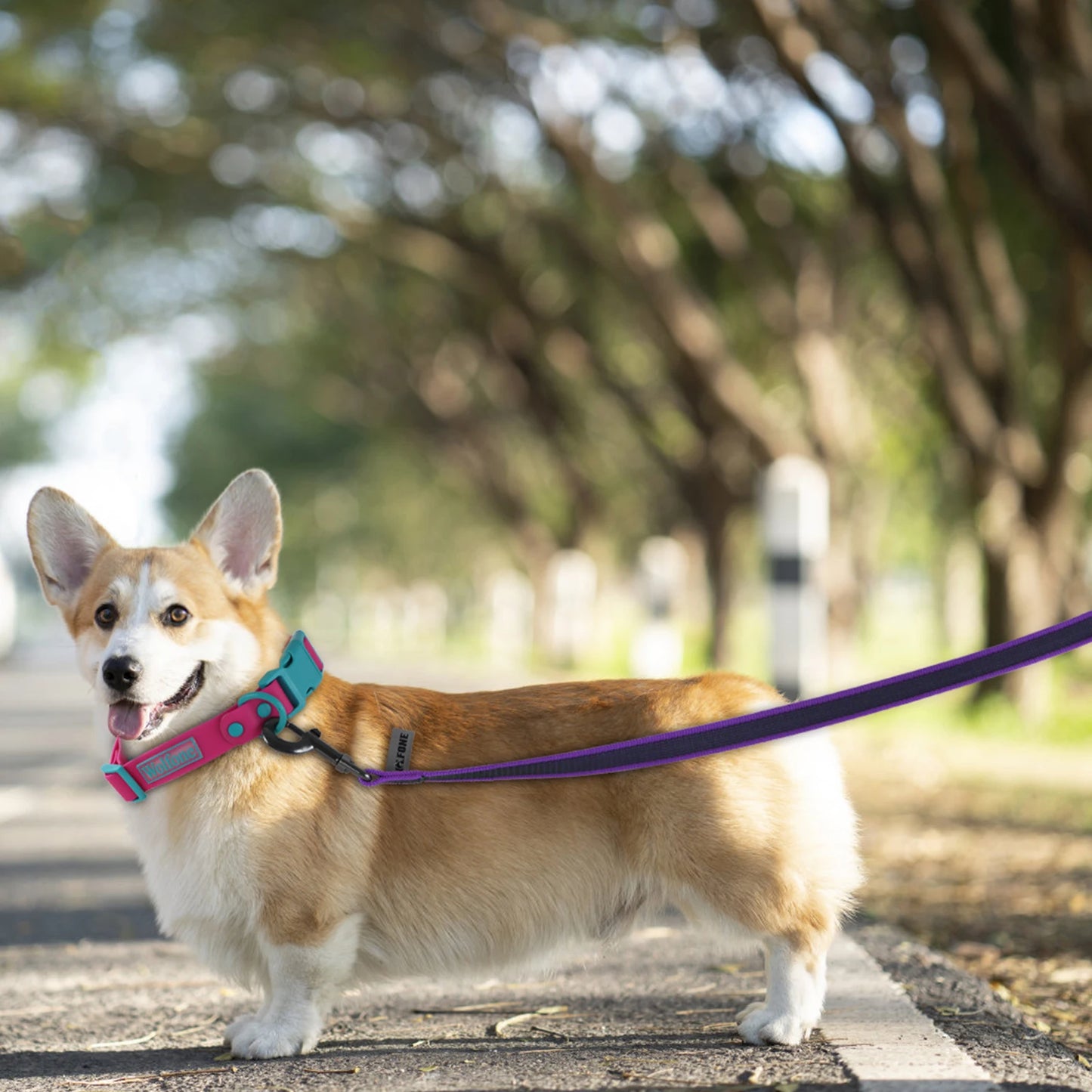 FlexiPaw™ Dual-Color Training Dog Leash (1.5M–15M)