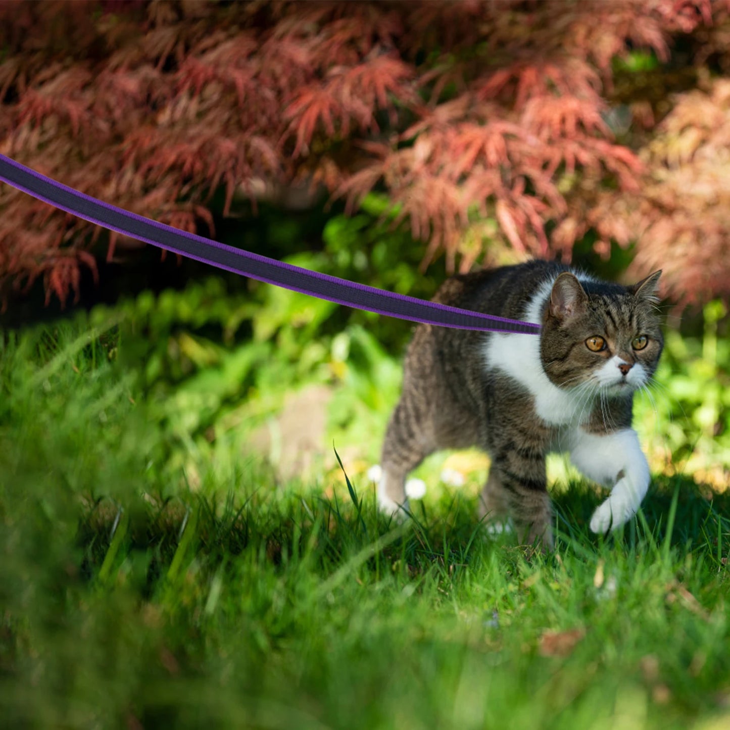 FlexiPaw™ Dual-Color Training Dog Leash (1.5M–15M)