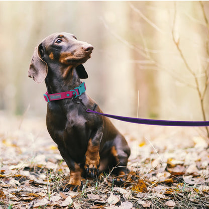 FlexiPaw™ Dual-Color Training Dog Leash (1.5M–15M)