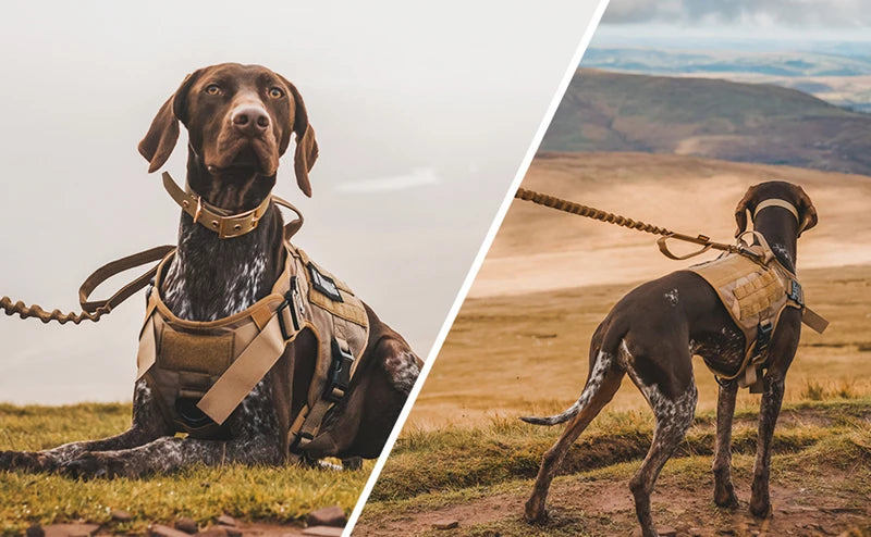 Tactical Dog Harness & Leash Set – Military Style